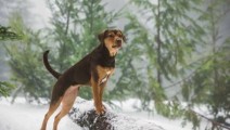 adogswayhome01