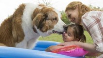 adogsjourney01