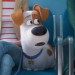 thesecretlifeofpets01