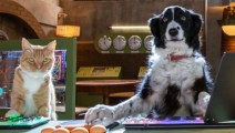 catsanddogs01
